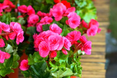 Begonia çiçek.