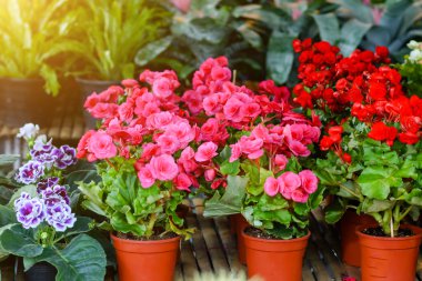 Begonia çiçek.