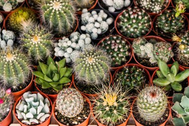 çöl kaktüsü tesisi.