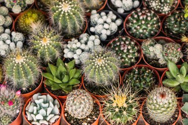 çöl kaktüsü tesisi.