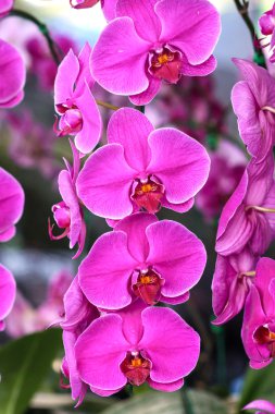 güzel orkide - phalaenopsis.