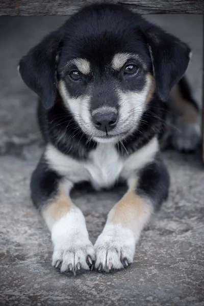 Niedlichen Hund suchen — Stockfoto