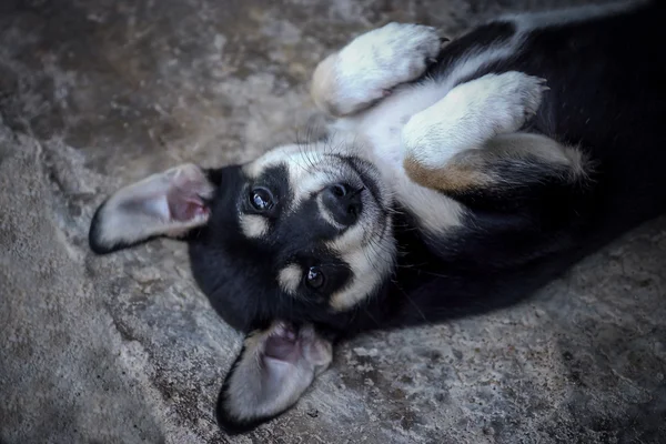 Cute dog are looking — Stock Photo, Image