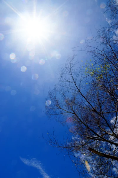 Rami alberi e luce del sole . — Foto Stock