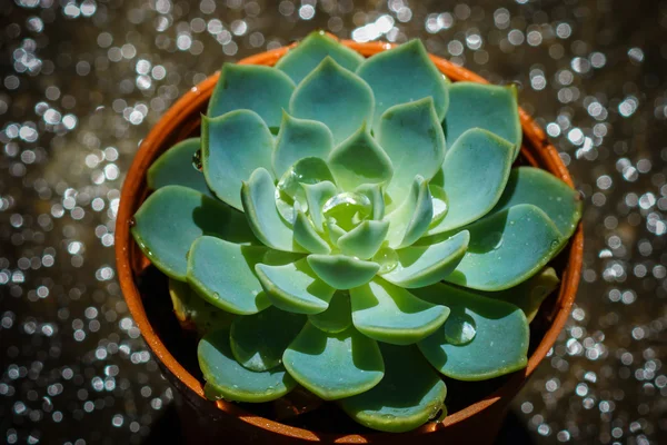 Cactus planta del desierto . —  Fotos de Stock