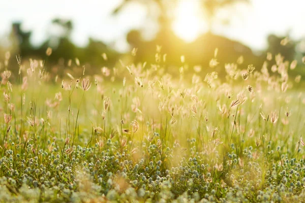 Herbe et lumière du coucher du soleil — Photo