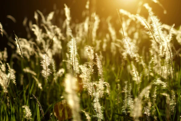 Herbe et lumière du coucher du soleil — Photo