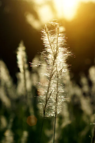 草和夕阳的光 — 图库照片