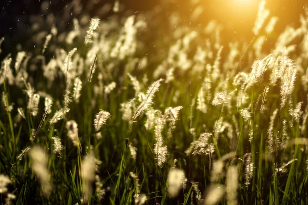 Herbe et lumière du coucher du soleil — Photo