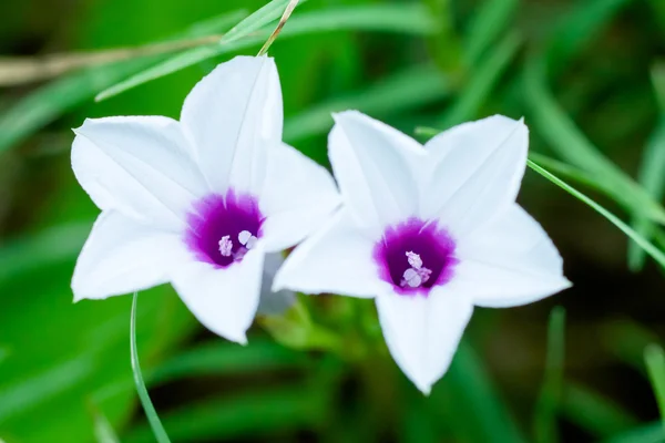 Dağcılar kır çiçekleri — Stok fotoğraf