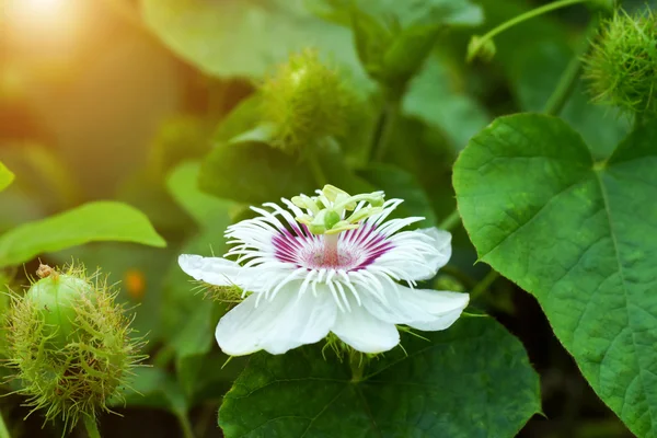 Hem Passiebloem. — Stockfoto