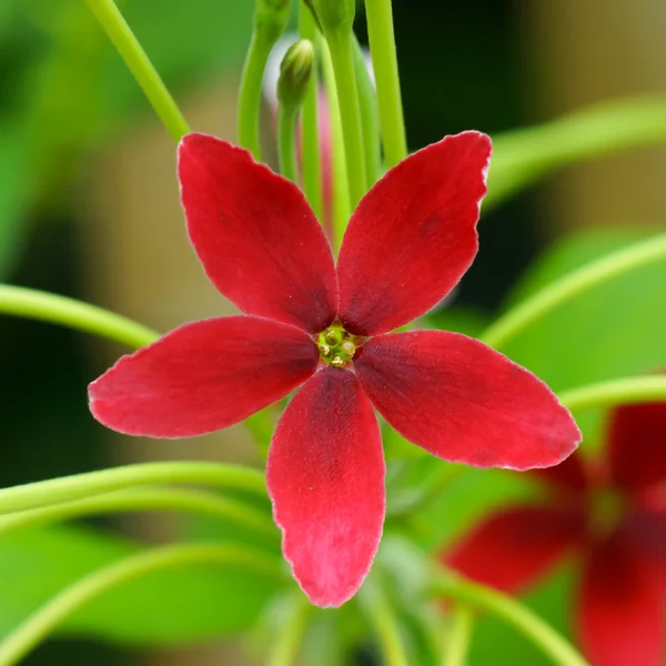 Rangoon klimplant bloem — Stockfoto