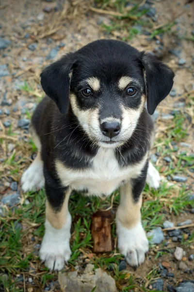 Leuke hond zoekt — Stockfoto