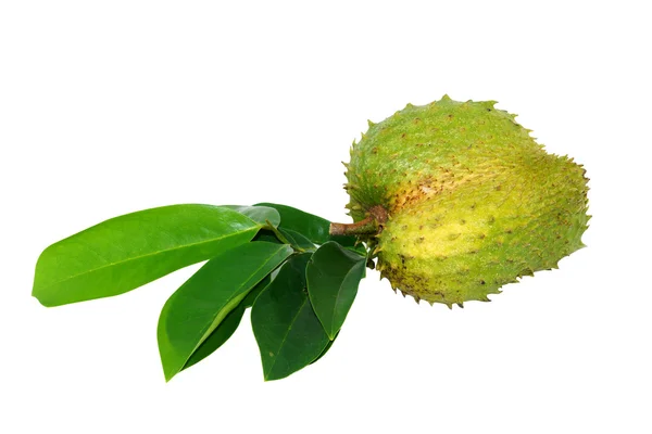 Zuurzakken, stekelig Custardappel. (annona spanner l.) behandeling o — Stockfoto