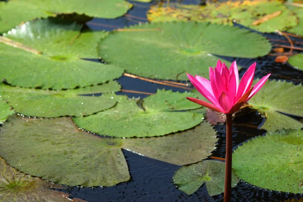 Pink water lily — Stock Photo, Image