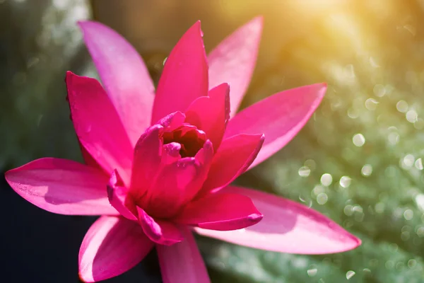 Roze water lily — Stockfoto