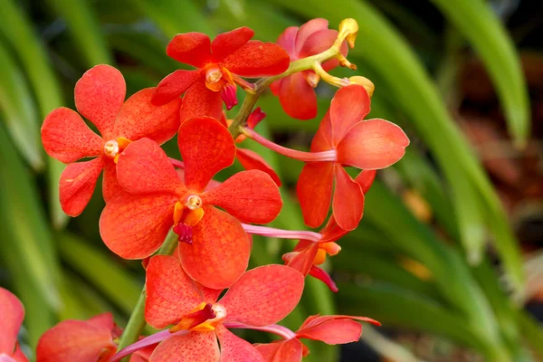 Bellissimo fiore di orchidea . — Foto Stock