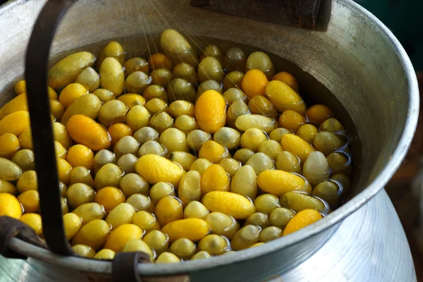 Making of the cocoon silkworm — Stock Photo, Image