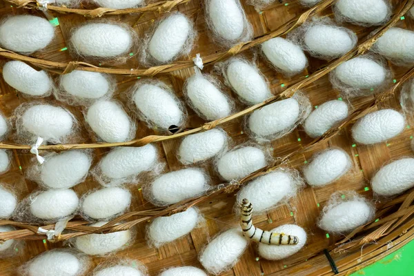 Group of silk worm cocoons in nests — Stock Photo, Image