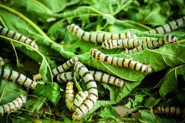 Capullos de seda con gusano de seda en hoja de morera verde — Foto de Stock