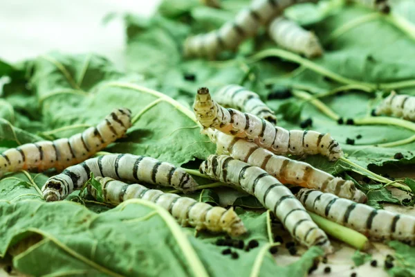 Capullos de seda con gusano de seda en hoja de morera verde — Foto de Stock