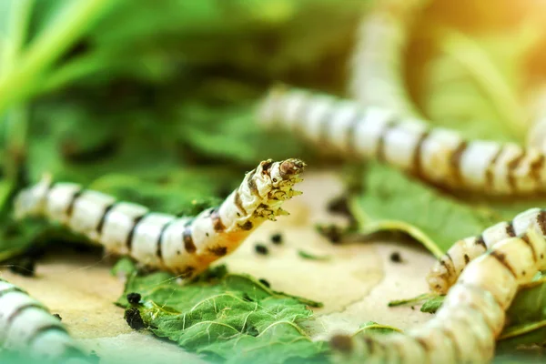 Silk kokonger silke mask på gröna mulberry blad — Stockfoto