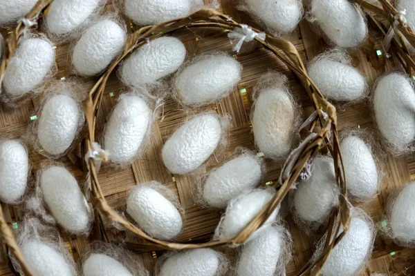 Group of silk worm cocoons in nests — Stock Photo, Image