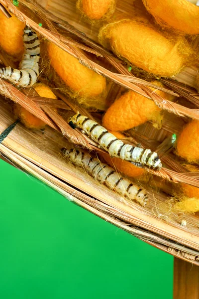 Grupo de capullos de gusanos de seda en nidos — Foto de Stock