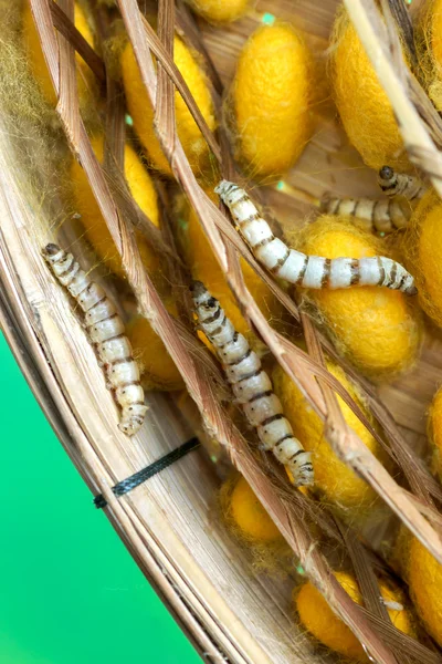 Groep van zijde worm cocons in nesten — Stockfoto