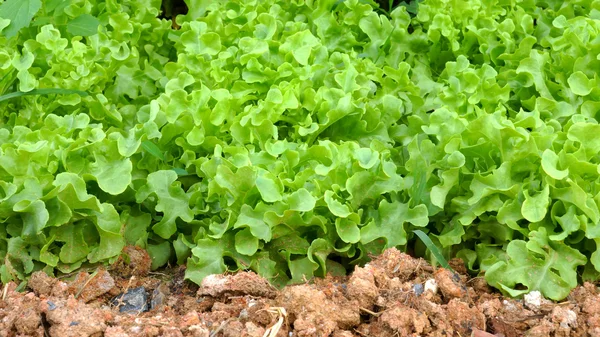 Green oak in the vegetable garden — Stock Photo, Image