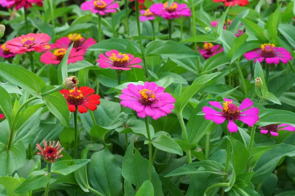 Zinnia flowers to create a beautiful and naturalp — Stock Photo, Image