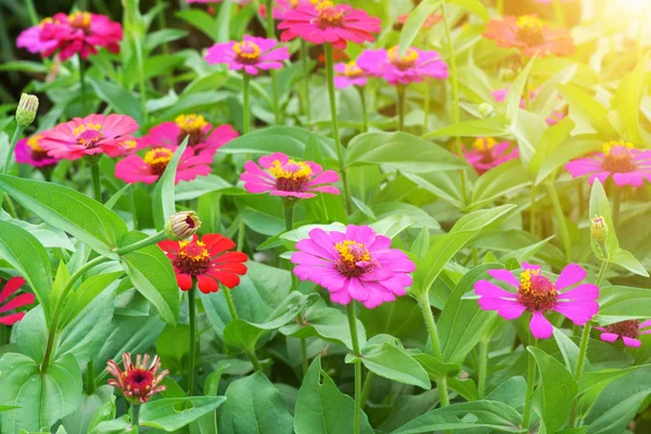 Zinnia blommor för att skapa en vacker och naturalp — Stockfoto