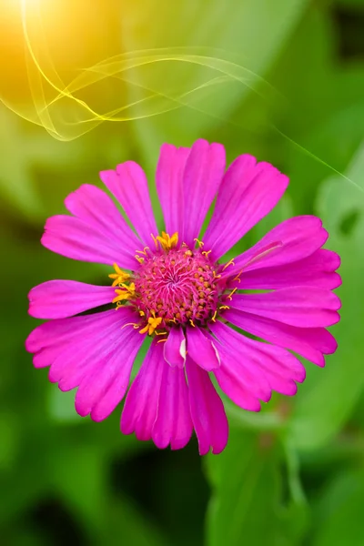 Zinnia blommor för att skapa en vacker och naturalp — Stockfoto