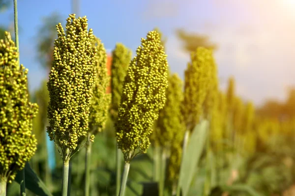 Campo de sorgo o mijo —  Fotos de Stock