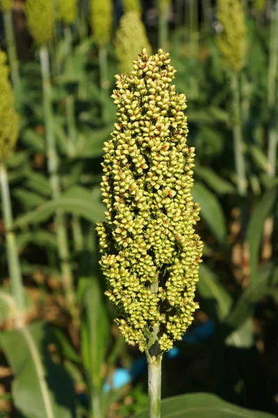 Campo de sorgo o mijo — Foto de Stock