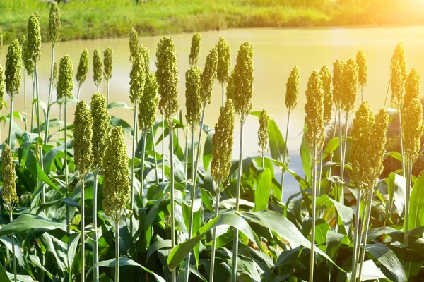Sorghum or Millet field — Stock Photo, Image