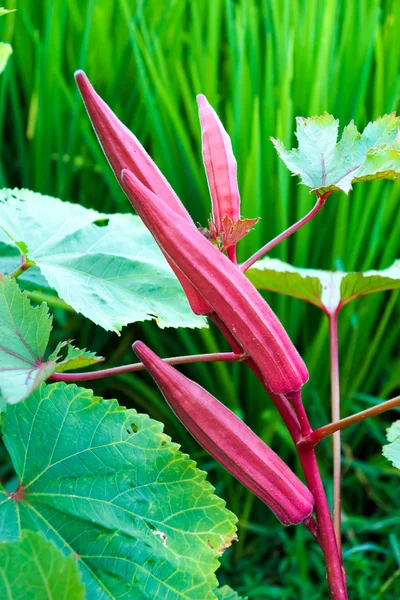 Red Tender, finge di donna acerba — Foto Stock