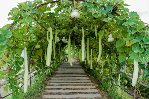 Flaschenkürbis — Stockfoto