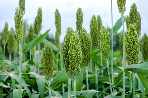 Campo de sorgo o mijo — Foto de Stock