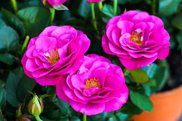 Liten rosa blomma — Stockfoto