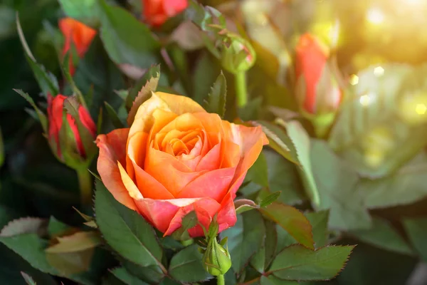 Pequeña flor de rosa — Foto de Stock