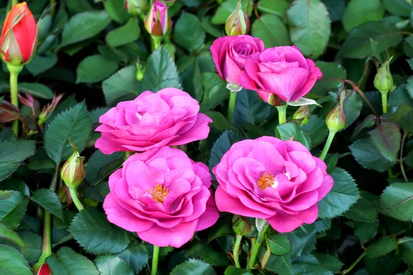 Liten rosa blomma — Stockfoto