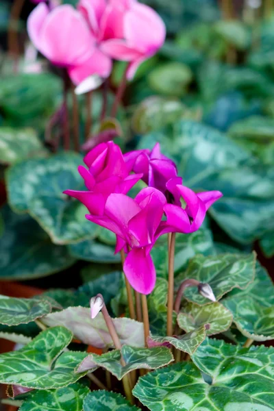 Rosa wunderschöne Cyclamen-Blume — Stockfoto