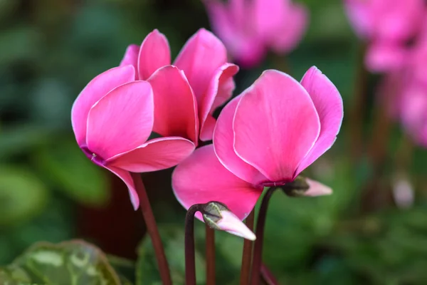 Rosa hermosa flor de ciclamen —  Fotos de Stock