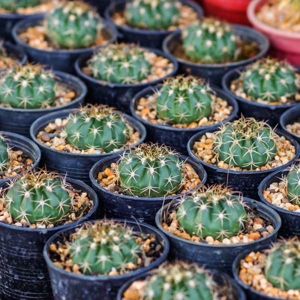 Pianta desertica del cactus . — Foto Stock