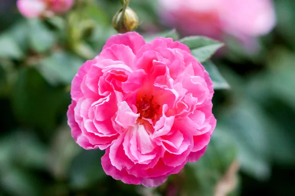 Rosa Rosenblüte — Stockfoto