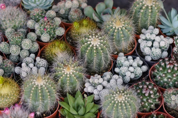 Cactus planta del desierto . — Foto de Stock