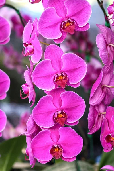 Orquídea bonita - phalaenopsis . — Fotografia de Stock