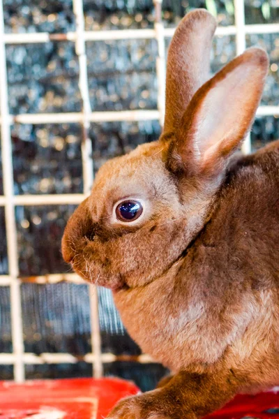 Kahverengi tavşan. — Stok fotoğraf