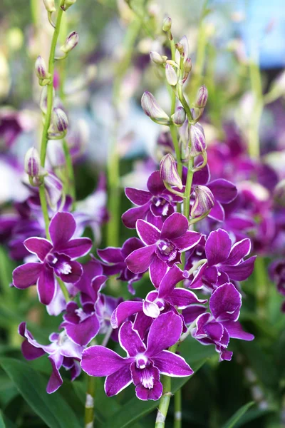 Krásná orchidej květina. — Stock fotografie